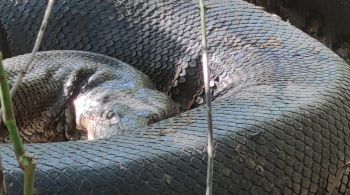 Com aproximadamente seis metros de comprimento, serpente é figura conhecida por ambientalista local