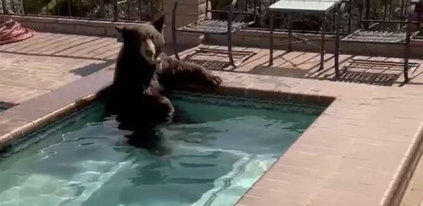 Urso se refresca em piscina na Califórnia
