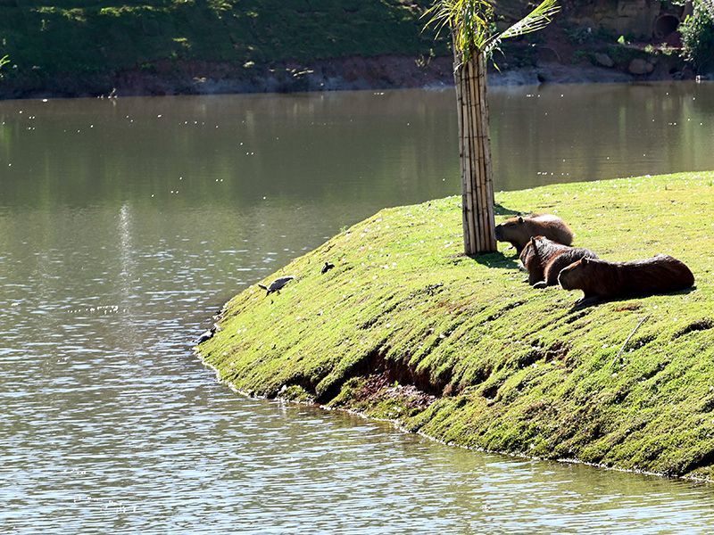 Capivaras em parque público de Campinas