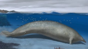 Esqueleto de Perucetus colossus foi descoberto durante buscas no Vale Ica; de acordo com pesquisadores o animal provavelmente pesava de 2 a 3 vezes mais do que a baleia azul, ou o equivalente a 5 mil pessoas