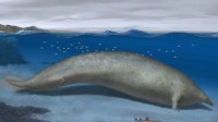 Baleia colossal descoberta no Peru pode ser o animal mais pesado de todos os tempos, aponta estudo