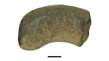 Fezes fossilizadas podem ser de um fitossauro e contêm evidências raras de infecção parasitária em um réptil que viveu há cerca de 252 milhões a 201 milhões de anos, no período Triássico