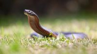 Calor antecipa temporada de cobras venenosas na Austrália