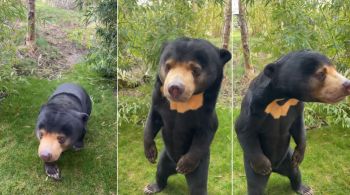 Imagens de um urso malaio na China repercutiram nas redes sociais, onde diversas suposições sobre o animal foram feitas