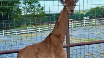 Animal nasceu no dia 31 de julho e tem seu corpo todo em marrom, uma característica incomum para as girafas