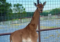 Conheça girafa rara e sem manchas que nasceu em zoológico nos Estados Unidos