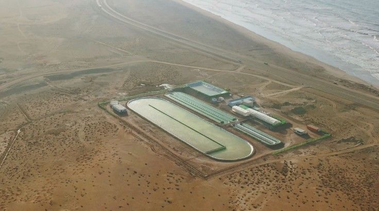 Um piloto da startup Brilliant Planet cultiva microalgas em Marrocos para combater a crise climática