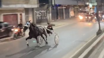 Vídeos, que alcançam milhares de visualizações, mostram os animais correndo em vias públicas, com trânsito de motos e carros
