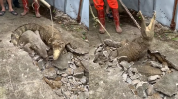 Moradores filmaram momento em que três animais buscavam sair dos escombros