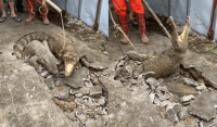 Vídeo com três crocodilos saindo de buraco em calçada na Índia viraliza; assista