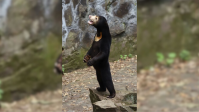 Turistas lotam zoológico chinês após vídeo de urso gerar suspeitas sobre pessoa fantasiada; veja fotos e vídeo