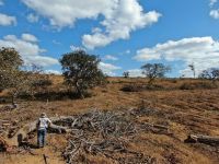 Operação contra o desmatamento aplica cerca de R$ 7 milhões em multas em Minas Gerais