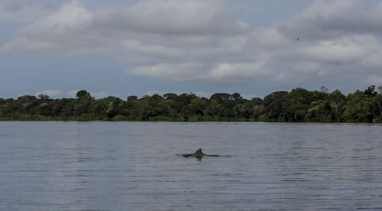Boto é visto no rio Amazonas, na Colômbia, na Amazônia, em 4 de abril de 2023.