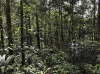 O que tem de valioso na Amazônia?