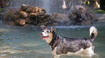 Especialistas indicam os cuidados essenciais com os animais domésticos em onda de calor