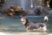 Onda de calor: como cuidar dos pets durante as altas temperaturas?