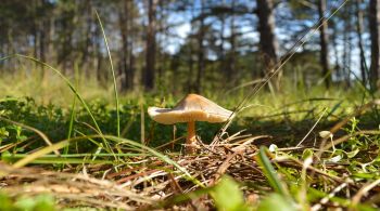 Intoxicação por ingestão do cogumelo chapéu-da-morte, conhecido popularmente como "cicuta verde", é a principal hipótese do inquérito; caso ocorreu na Austrália