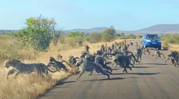 Dois vídeos mostram o momento no qual o felino tenta agarrar um dos animais e é surpreendido pela ferocidade do grupo