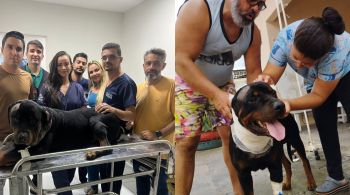 O rottweiler Lucky Negão passou por cirurgia e está em recuperação
