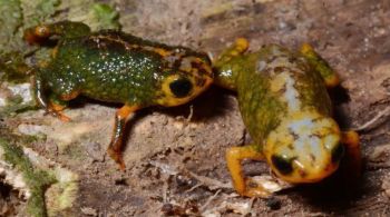 O pingo-de-ouro-do-tabuleiro é encontrado apenas na Mata Atlântica e está entre os menores conhecidos