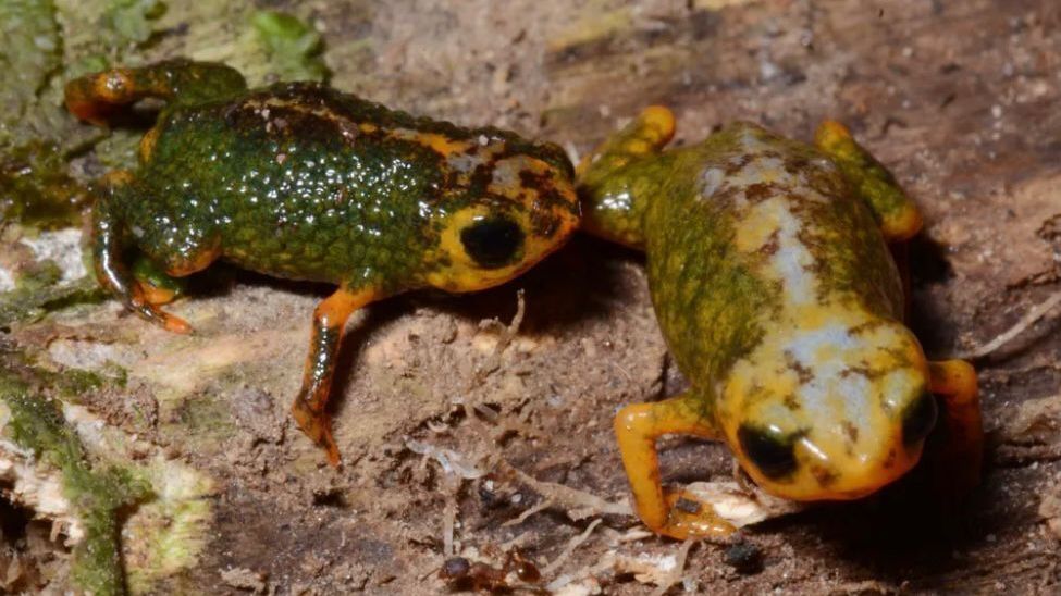 Nova espécie de sapo foi descoberta no Parque Estadual da Serra do Tabuleiro