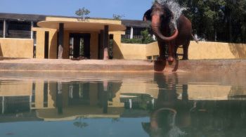 A comemoração acontece neste sábado (12), o “Dia Mundial do Elefante”, com direito a cardápio especial para a aniversariante