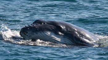 Pesquisador que capturou o momento explica que as baleias levantam os filhotes a fim de ensiná-los a subir para respirar
