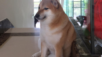 Pet da raça shiba-inu estava enfrentando problemas de saúde