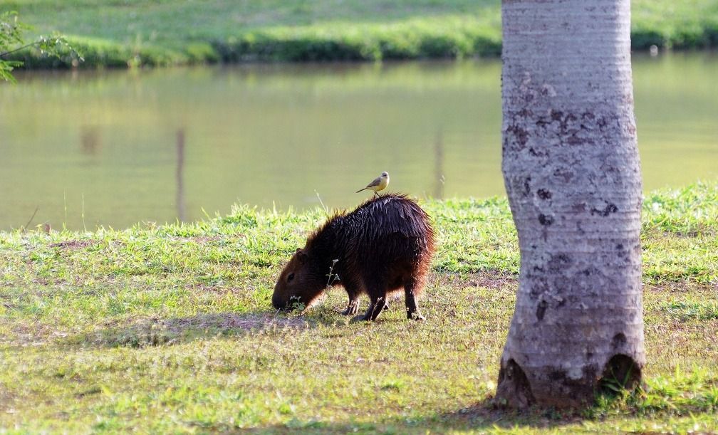 Capivara em parque público de Campinas