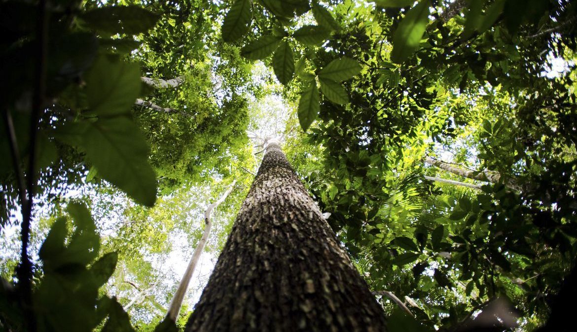 Floresta amazônica