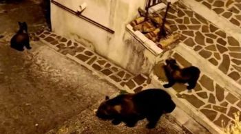 Animal foi baleado na noite de quinta-feira (31), nos arredores da cidade de San Benedetto dei Marsi; ursa tinha dois filhotes