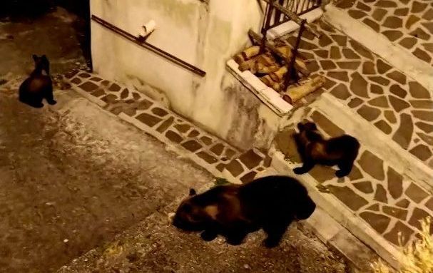 Ursa que foi baleada na Itália deixou dois filhotes.