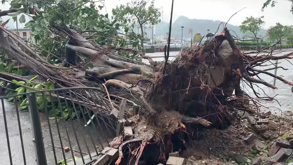 Supertufão Saola derruba árvores enormes e sinalizações em Hong Kong