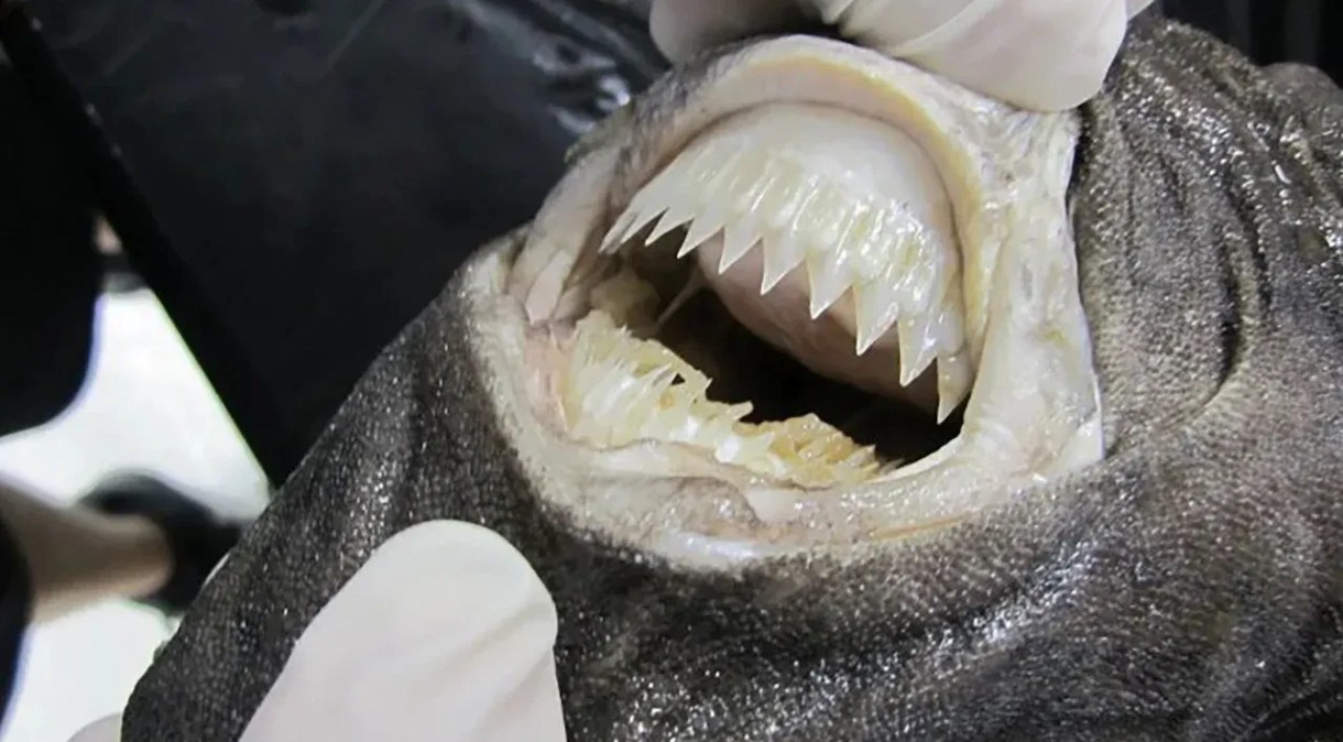 Tubarão-charuto usam seus dentes serrilhados para agarrar presas maiores e arrancar pedaços circulares de seus corpos