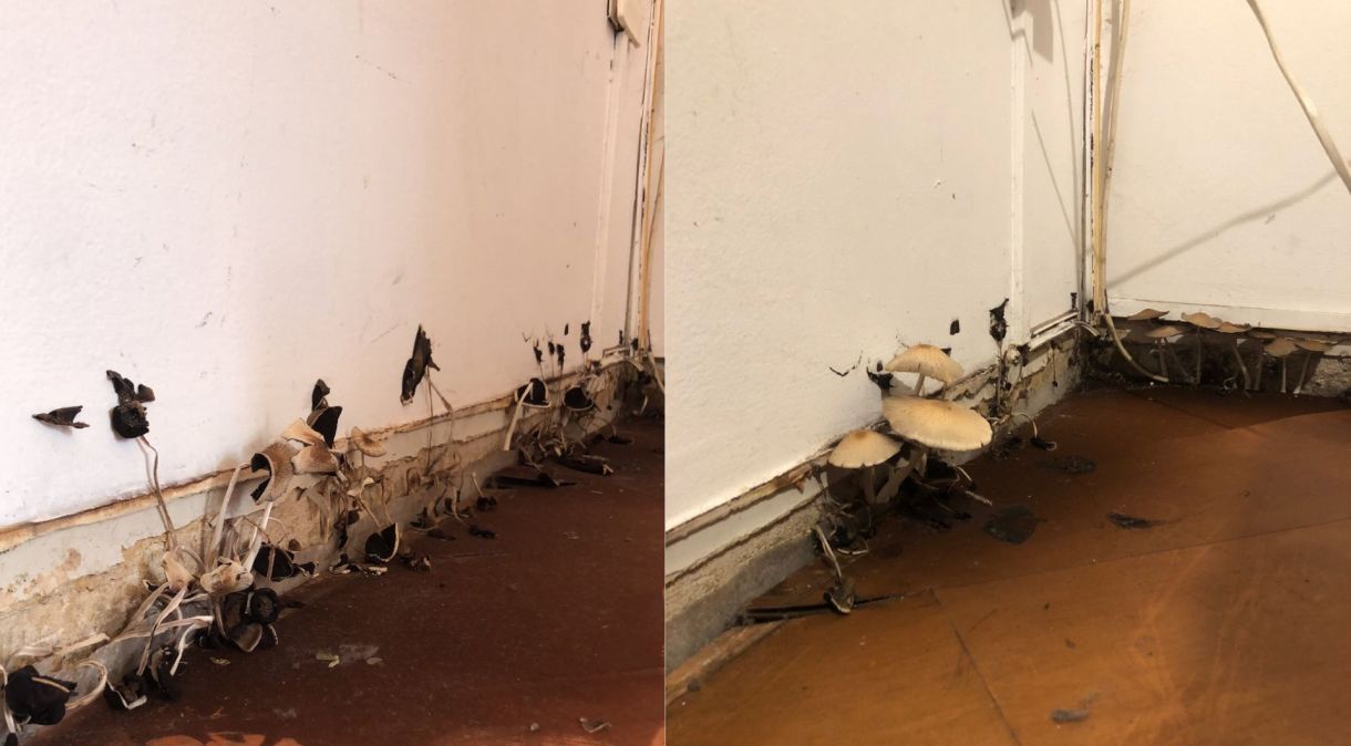 Imagens feitas por João dos cogumelos que apareceram em seu antigo apartamento por causa de uma infiltração
