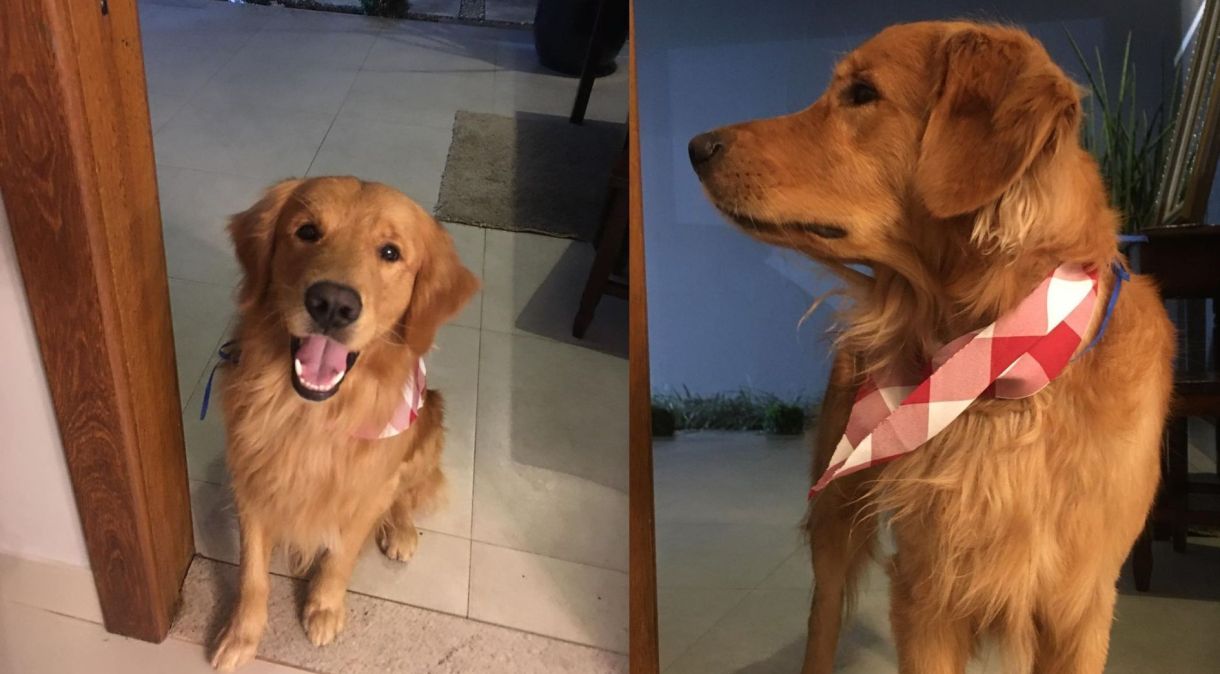 Churros, o Golden Retriever morto pelo PM em Guarapari, no Espírito Santo