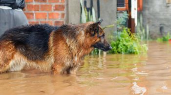 Insumos disponibilizados poderão ajudar cerca de 8,8 mil cães e gatos 