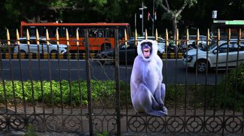 Autoridades da Índia colocaram papelões em tamanho real de primatas grandes para deixar os rhesus longe do local da reunião