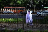 Nova Delhi vai tentar espantar macacos que circulam pela cidade durante cúpula do G20; entenda