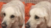 Movimento diferente em orelhas de cachorro ajuda no diagnóstico; entenda