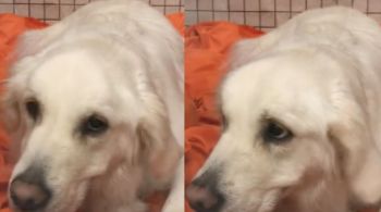 Em post do TikTok, orelhas do cão parecem estar "balançando ao vento"; esse foi um dos sintomas para identificar uma doença parasitária 