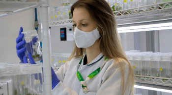 Inovador e sustentável, o Programa de Melhoramento Genético da Eldorado Brasil permite o desenvolvimento de materiais genéticos adaptadas às particularidades de suas áreas de atuação