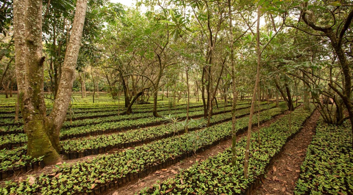 As árvores indígenas cultivadas ao lado dos cafezais ajudam a fornecer sombra e reflorestar o parque
