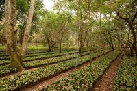 Entenda como cultivo de café está ajudando a restaurar parque nacional africano