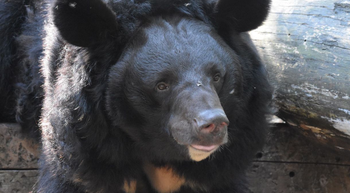 O zoológico Five Sisters, na Escócia, vai adotar Yampil, um urso negro asiático resgatado de um zoológico abandonado na Ucrânia