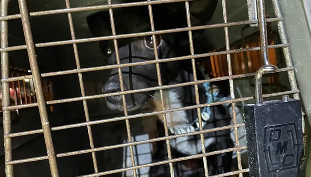 Aeroporto Hartsfield-Jackson de Atlanta compartilhou foto de Maia, a cadela que desapareceu há 3 semanas e foi encontrada em segurança no sábado