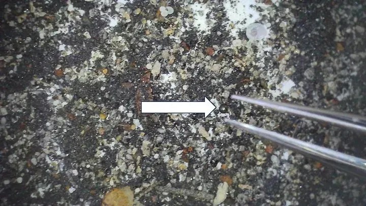 Fragmentos do meteorito IM1 coletados pelos pesquisadores