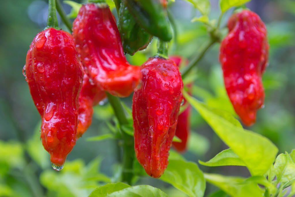 Pimenta Bhut Jolokia