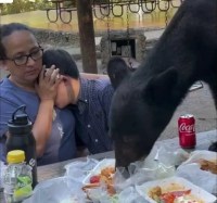 Urso invade piquenique de família e devora comida no México; assista