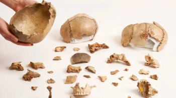 Foram analisados restos humanos de 59 sítios arqueológicos em toda a Europa e evidências mostraram que canibalismo ocorria não por necessidade, mas como parte da cultura